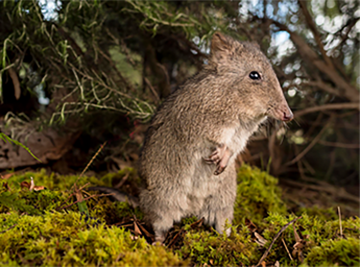 See a potoroo near Apollo Bay on your Great Ocean Road holiday