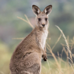 Thumbnail of http://Kangaroo%20on%20the%20Walk%20with%20Wildlife%20Tour