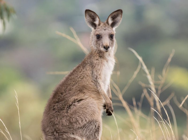 Kangaroo on the Walk with Wildlife Tour