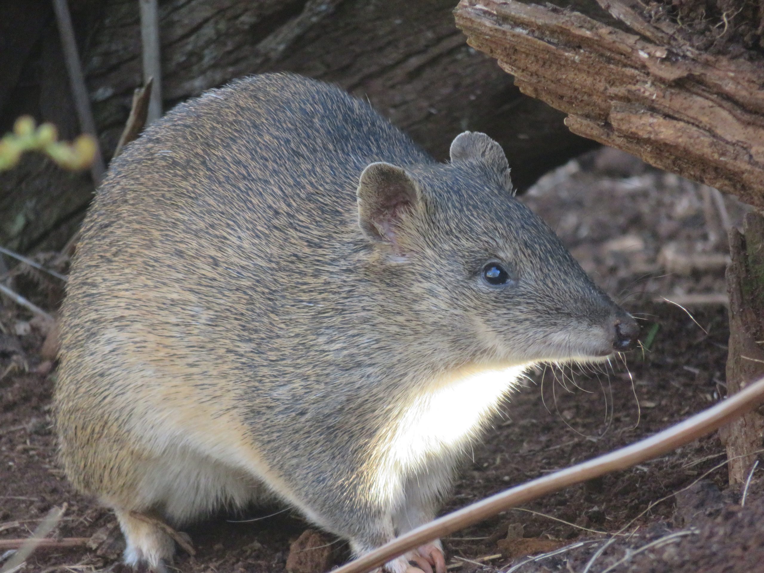 Southern Brown Bandicoots Image