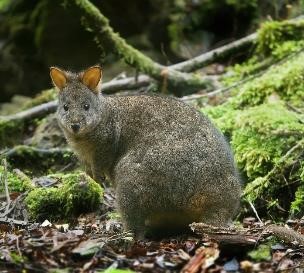 Tasmanian Pademelons