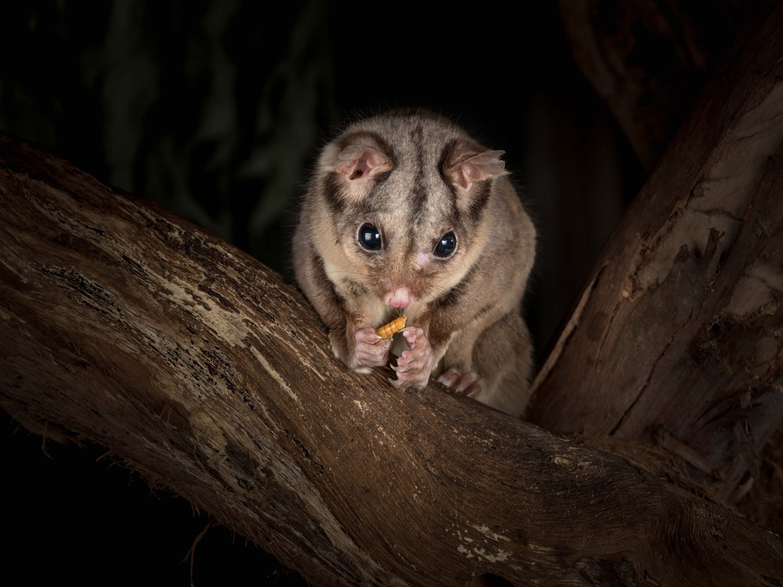 Sugar Glider