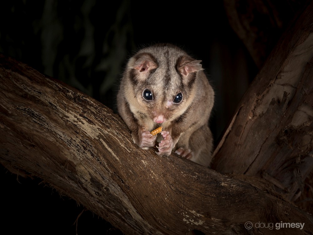 Sugar Glider