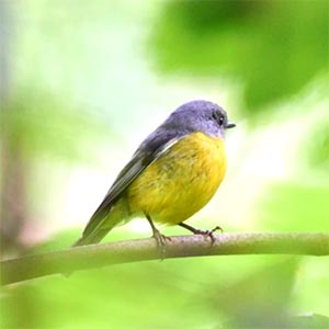 Eastern Yellow Robin Image