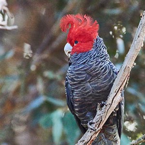 Gang-gang Cockatoo image