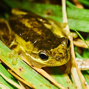 The Southern Brown Tree Frog Image