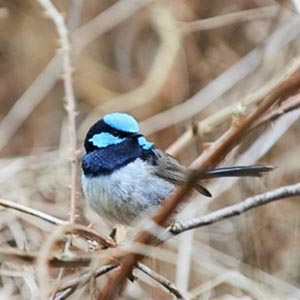 Superb Fairy-wren image