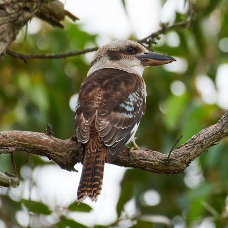 Laughing Kookaburra  image