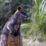 Thumbnail of http://Wallaby%20at%20Wildlife%20Wonders%20wildlife%20sanctuary