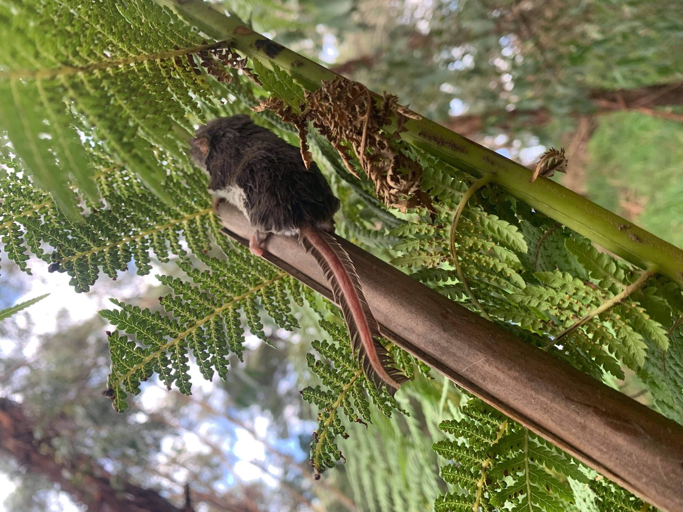 Feathertail Glider