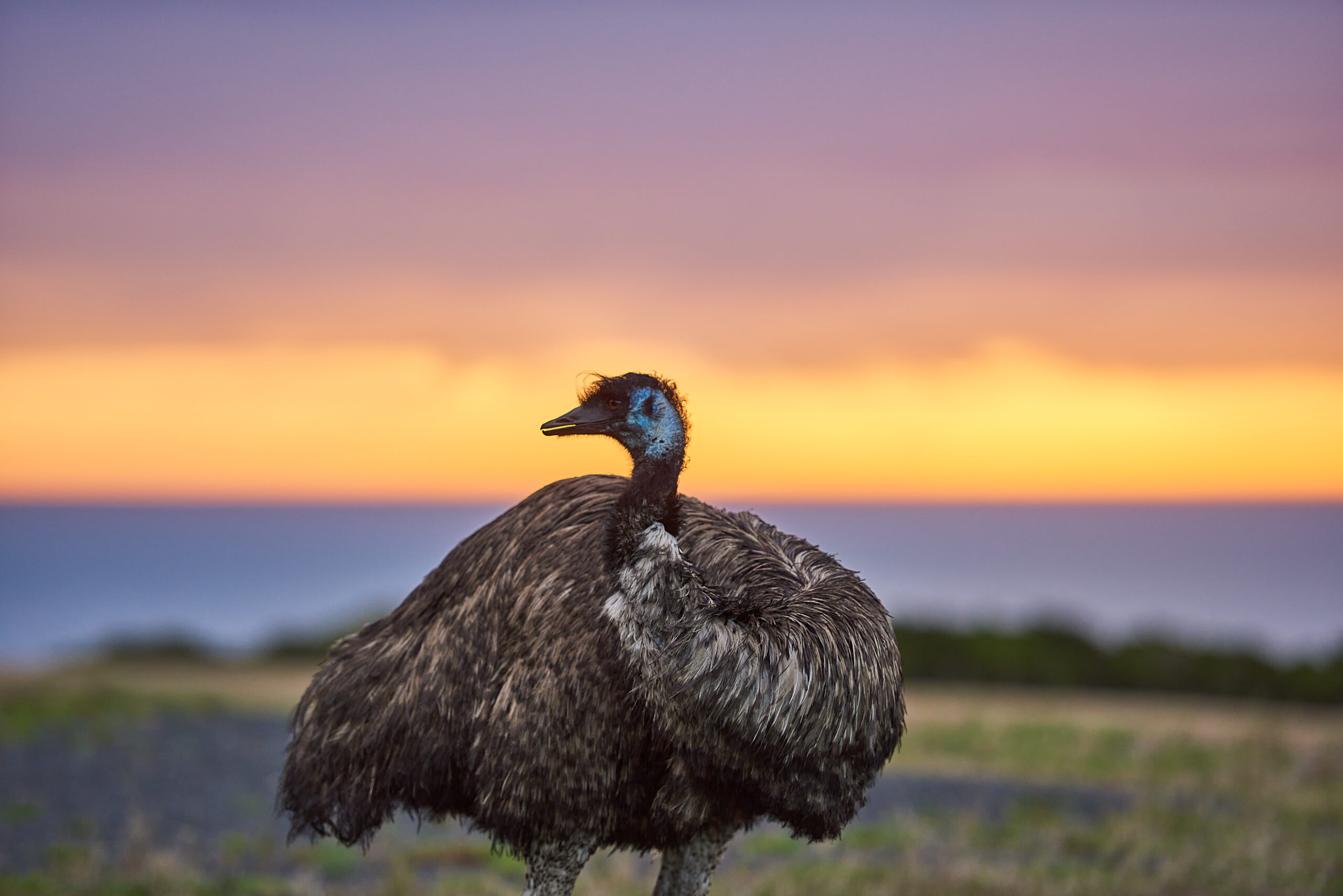 Emu